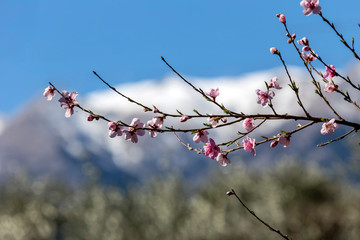 The peach (Prunus persica) tree blooms in the mountains.