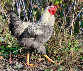 Chicken walks outdoors in the garden