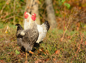 Chicken walks outdoors in the garden