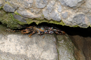 Trois Ilets, Martinique, France, 26 aout 2013 : Crabe (Zagayak ou Zagaya ou Grapsus grapsus) est un crabe qui a une carapace aplatie. C'est un crabe vivant le jour, souvent sur les rochers en  bord