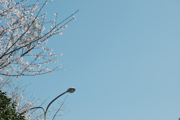 ソメイヨシノの桜と街灯