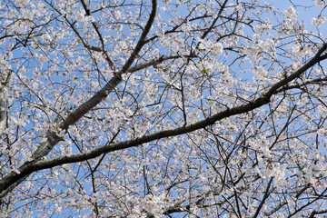 画面いっぱいに広がるソメイヨシノの美しい桜