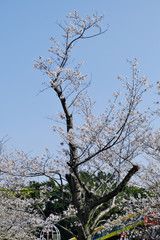 竜のように立ち上るソメイヨシノの桜