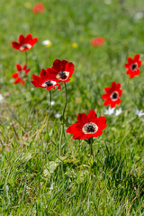 Spring, red anemone (Anemone coronaria) grows in a meadow close-up