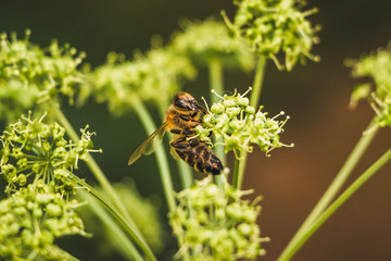 Close up of a Bee on a Blossom