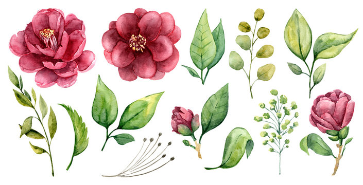Watercolor flowers of burgundy Camellia with buds and inflorescence. Hand drawn flower set with green leaves. Watercolor floral bundle.