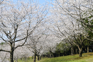 空を白く染める美しいソメイヨシノの桜