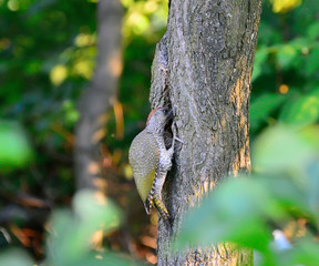 Green woodpecker on a fruit tree