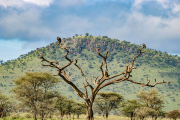 Geier auf Baum, Serengeti
