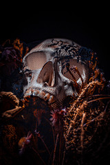 skull in the night
