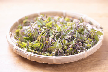 収穫したアケビの新芽　（きの芽）