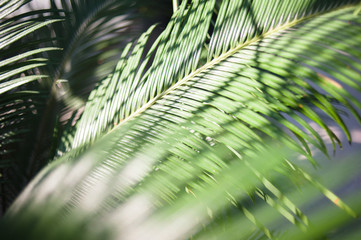 Obraz premium Botanical wallpaper theme with close up exotic greenpalm leaves in beautiful and straight day light in greenhouse. Summer mood lights and shadows background. Travel. Asian and African natural motives.