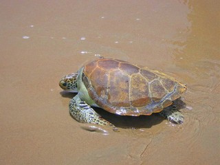 A young green sea turtle (Chelonia mydas) on the beach of Casamance region, Senegal