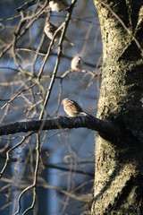 bird on a branch