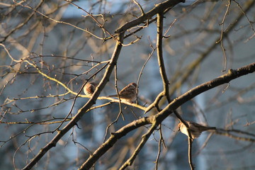 sparrow on the tree