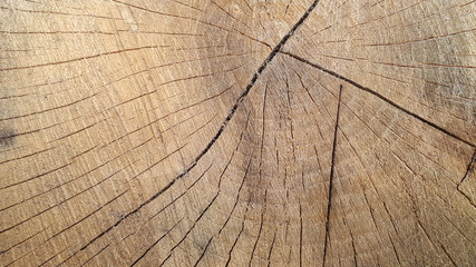 Fototapeta premium Stump of oak tree felled. Section of the trunk with annual rings.