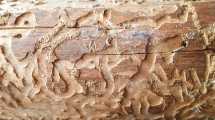 Amazing background of borer or termite trail left in a log
