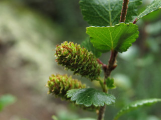 young buds of a plant