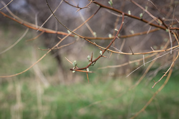 Macro shot of the branches on the blurred green background of the sky, trees and grass