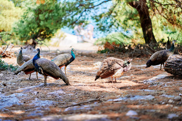 Beautiful wild female peacock outdoors.