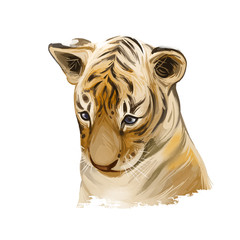 Tiger baby tabby watercolor portrait in closeup. Hand drawn panthera tigris, wild cat of large size. Felidae mammal with furry coat. Predator wildlife, carnivore beast, digital art illustration.