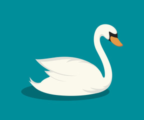 swan on the lake