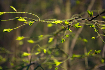 young leaves on trees in early spring in the forest