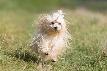 havanese dog playing in the water