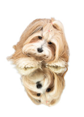 sweet havanese dog