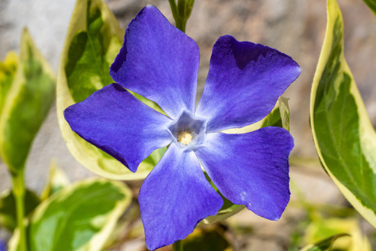 Vinca purple flower open in spring