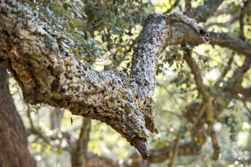 Passeggiata nella foresta tra alberi di querce e sughere maestose