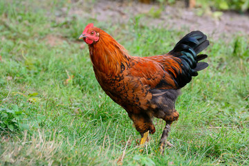 The rooster is very beautiful on a background of grass
