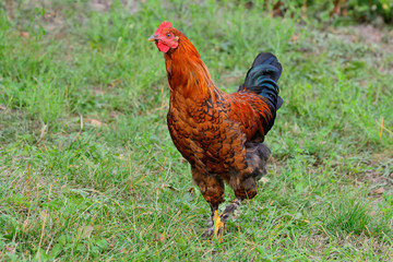 The rooster is very beautiful on a background of grass