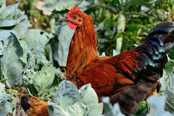 The cock climbed into the cabbage