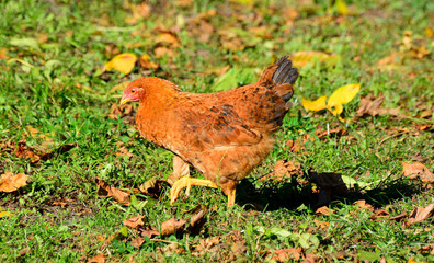 Chicken walks outdoors in the garden