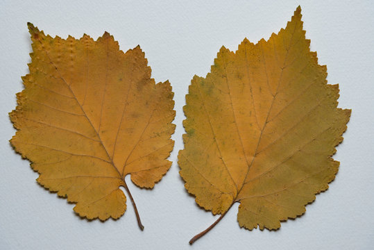 Feuilles de coudrier