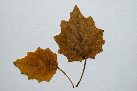 Feuilles de peuplier blanc