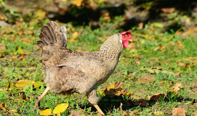 Chicken walks outdoors in the garden