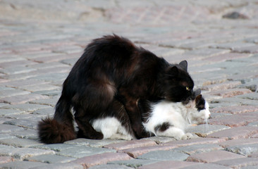 Two cats having a sex on the cobblestone street of Old Town Riga, Latvia