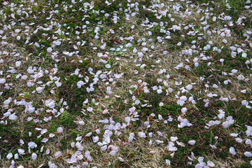 桜の花びら