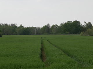 Getreide in der Altmark