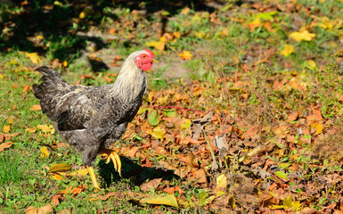 Chicken walks outdoors in the garden