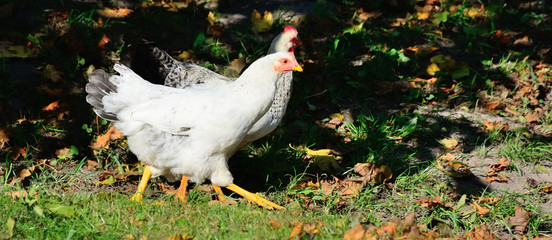 View of a fat white hen standing on a green lawn on a sunny summer day.