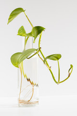 Hojas verdes en jarrón sobre fondo blanco y luminoso