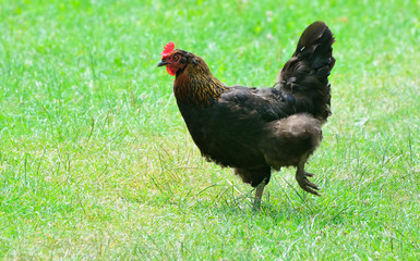 Chicken walks outdoors in the garden