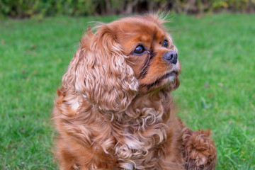 cavalier king charles spaniel