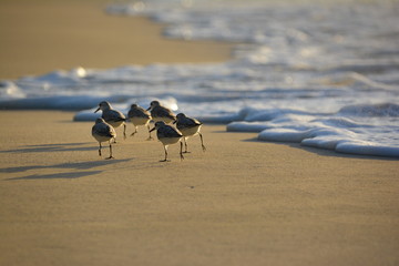 birds on the sand