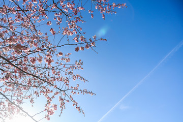 Spring sakura blossom in a sunny day. Sakura flowers bloom. 