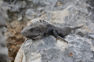 galapagos land iguana