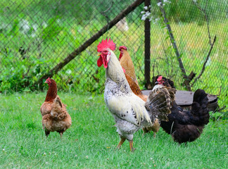 Rooster and chickens grazing on the grass
